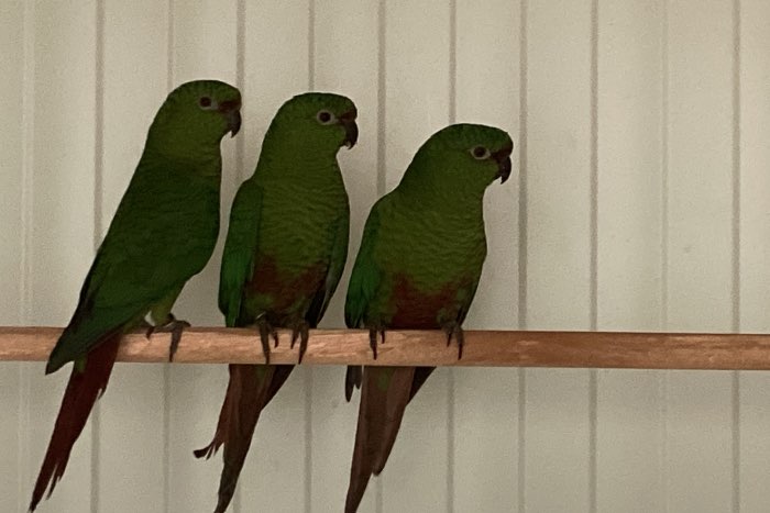 brotogeris en smaragdparkieten