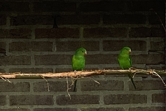brotogeris en smaragdparkieten