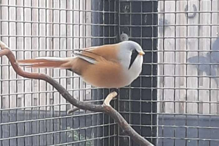 baardmannetjes