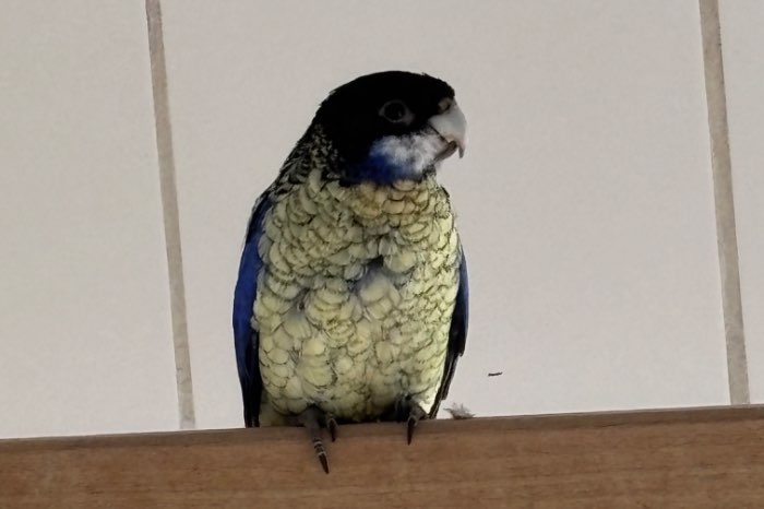 brown rosella.s