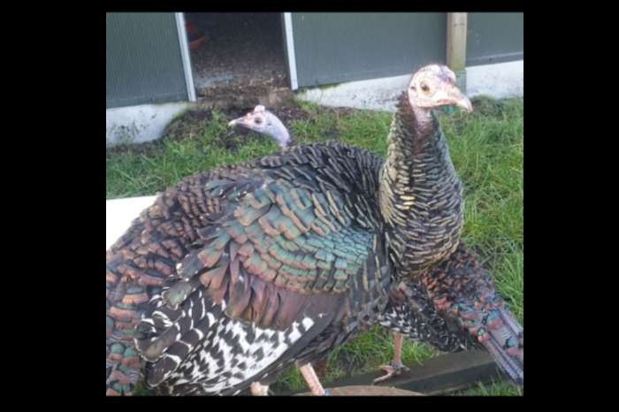 pauwkalkoen/honduraskalkoen/meleagris ocellata/