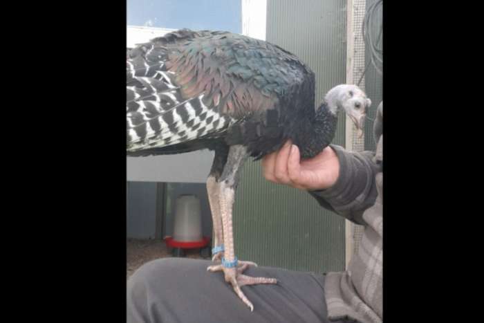 pauwkalkoen/honduraskalkoen/meleagris ocellata/