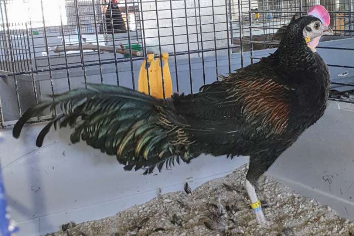 groene kamhoen / gallus varius