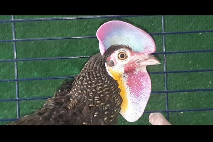 groene kamhoen / gallus varius