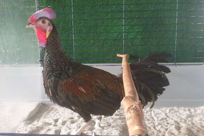 groene kamhoen / gallus varius