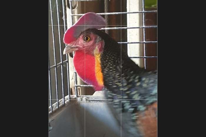 groene kamhoen / gallus varius