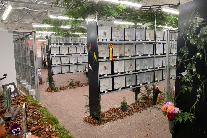 bezoek de mooiste vogelshow van brabant