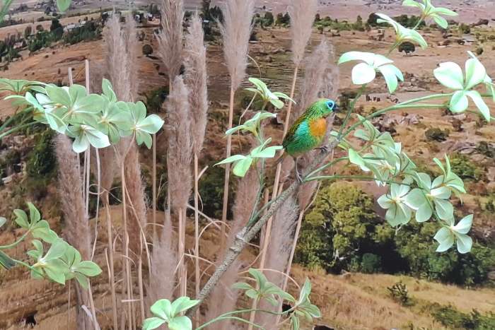 tangara