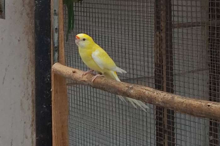 lutino  strogeel 25( ruilen mogelijk tegen rosella)