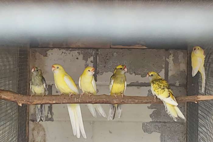 lutino  strogeel 25( ruilen mogelijk tegen rosella)
