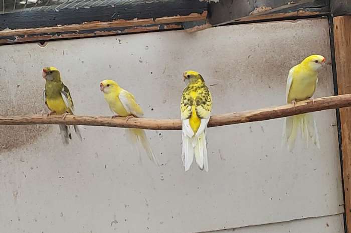 lutino  strogeel 25( ruilen mogelijk tegen rosella)