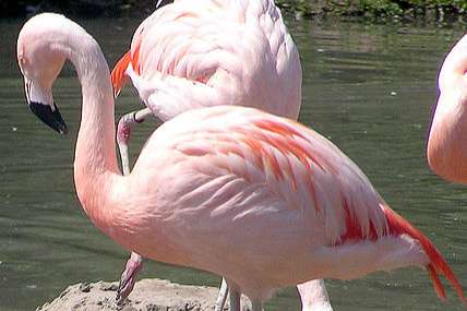 chileense flamingos