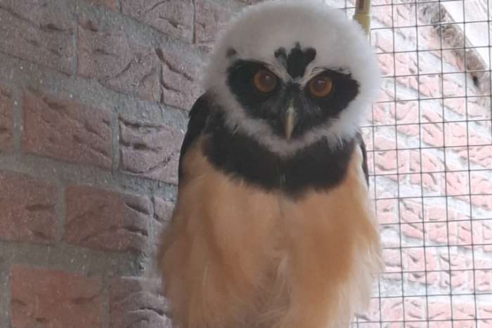 div uilen  en roofvogels