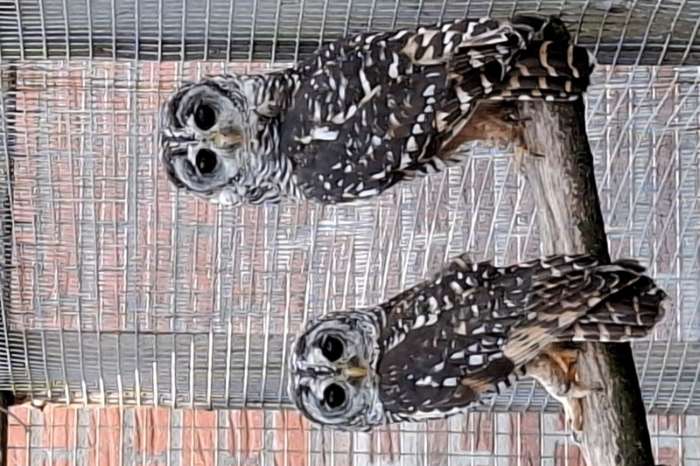 div uilen  en roofvogels