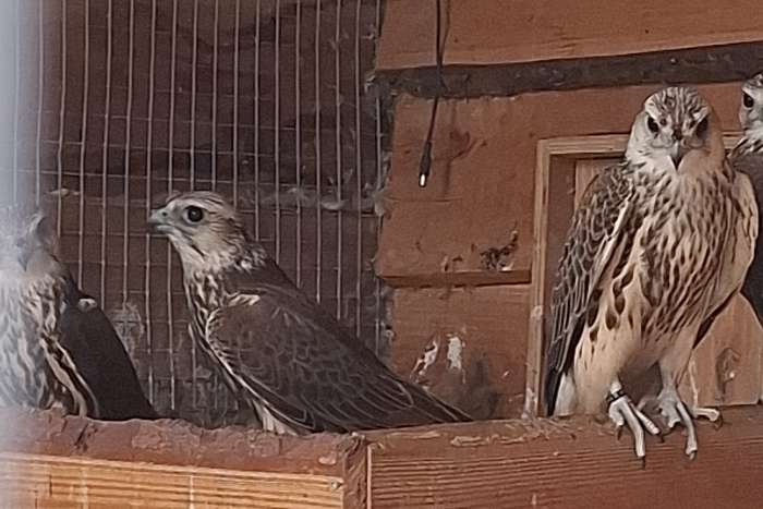 roofvogels