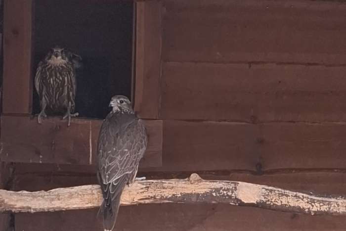 roofvogels