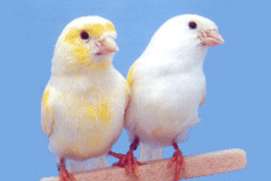 2 koppels kanaries