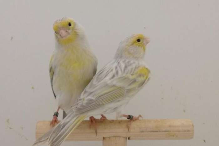 2 koppels kanaries