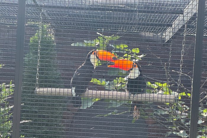 koppel toco toekan