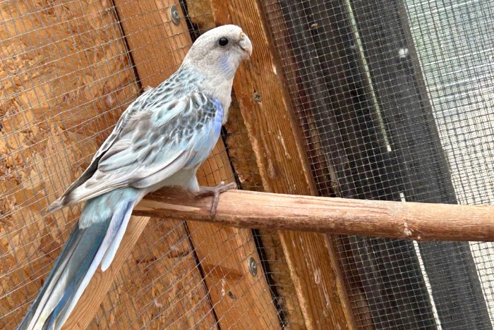 blauwe witvleugel split albino rosella man 2025