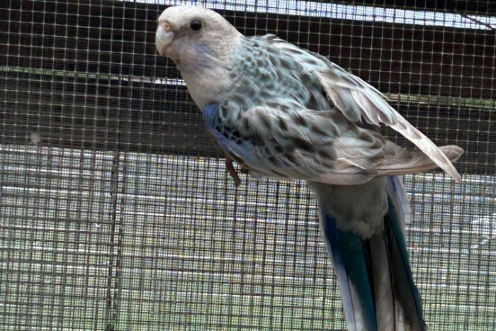 blauwe witvleugel split albino rosella man 2025