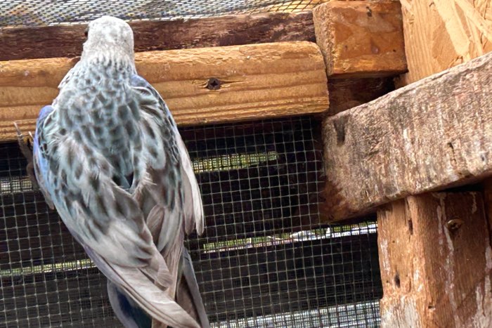 blauwe witvleugel split albino rosella man 2025