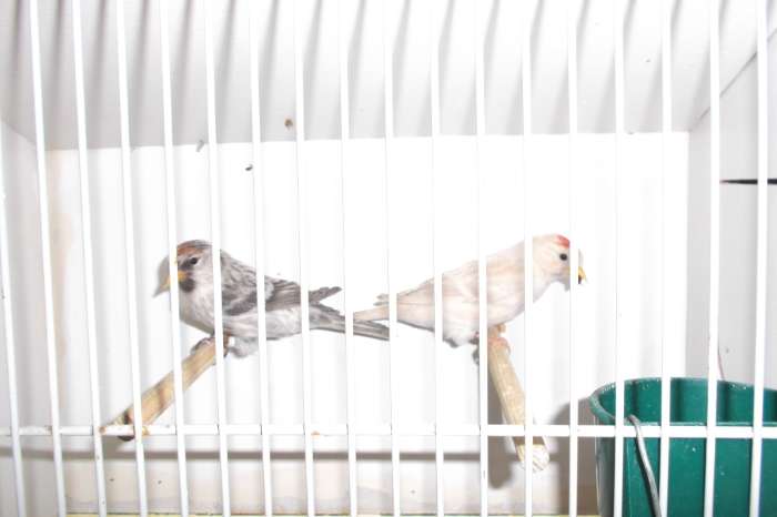 europese vogels