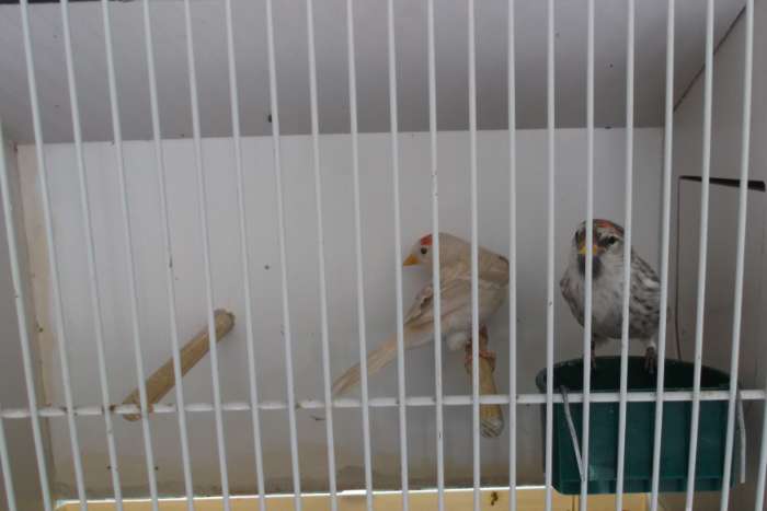 europese vogels