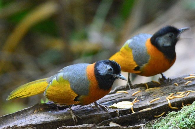 mooie vogels te koop