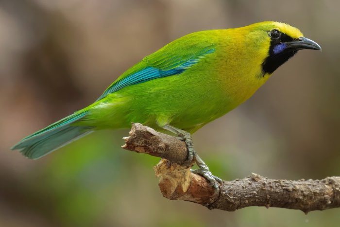 man blauwvleugel  bladvogel