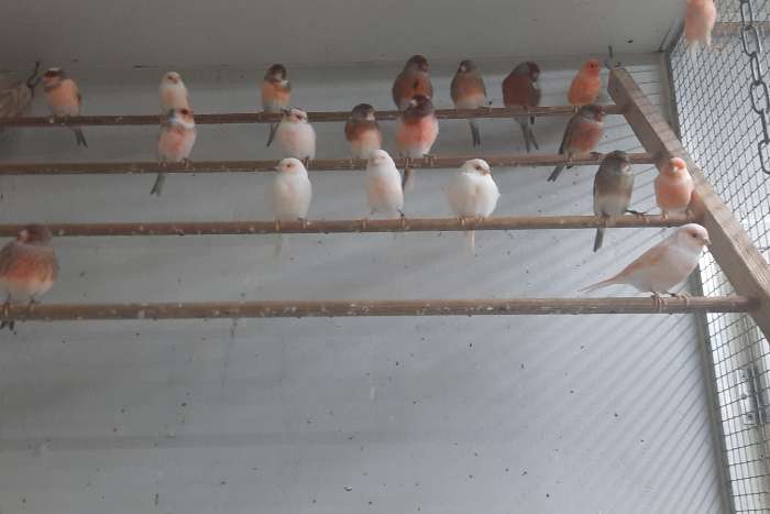 div. harlekijnen te koop.