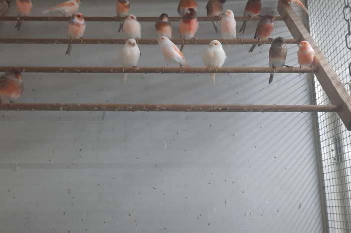 div. harlekijnen te koop.
