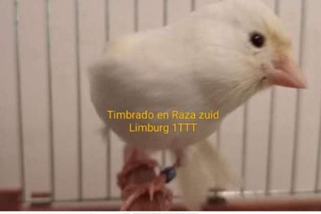 timbrado original (classico)