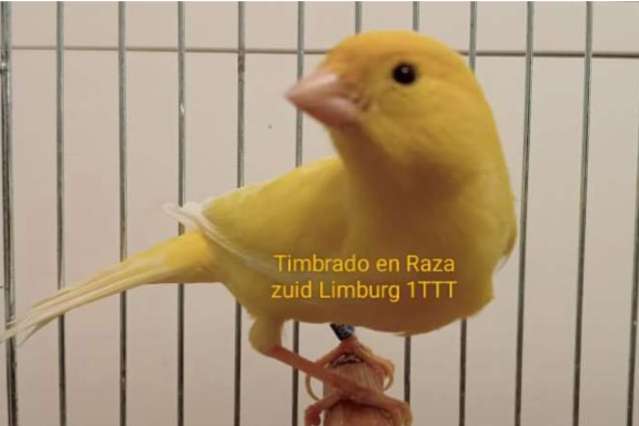 timbrado original (classico)