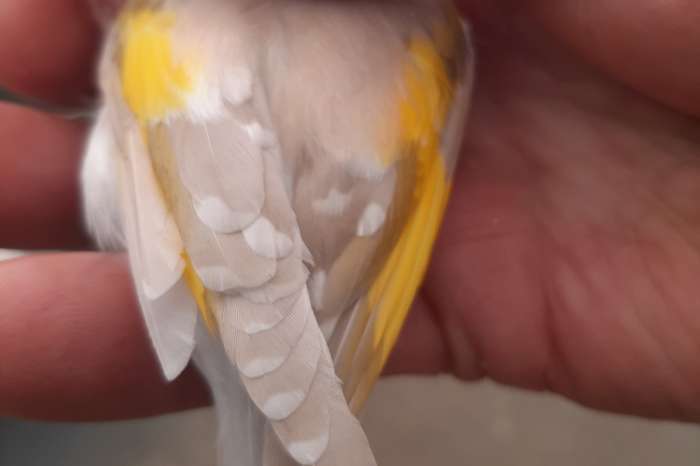 kleine elzenputters +muttaties  kleinste soort