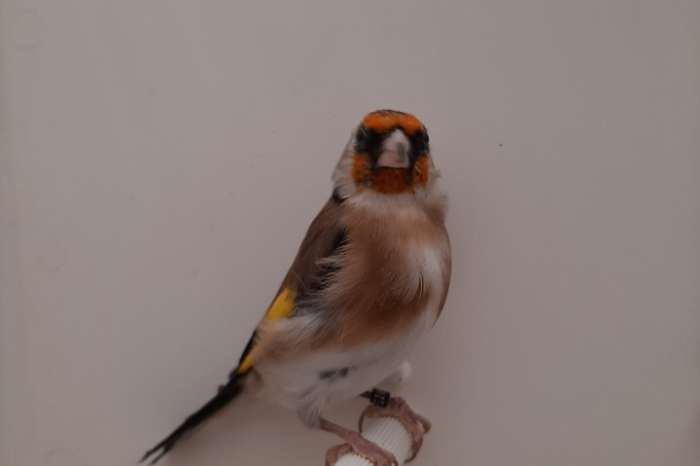 kleine elzenputters +muttaties  kleinste soort