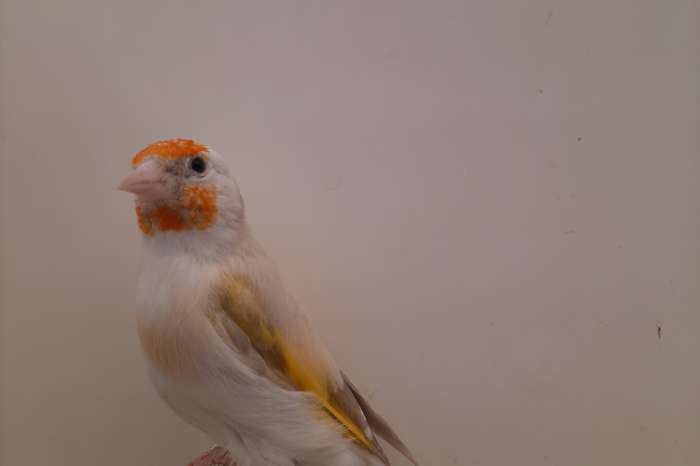 kleine elzenputters +muttaties  kleinste soort