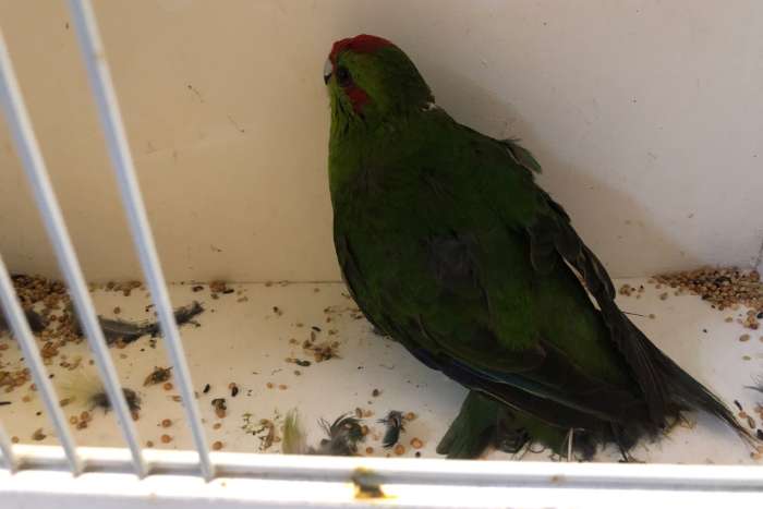 kakariki groen