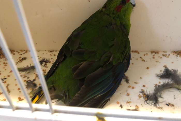 kakariki groen