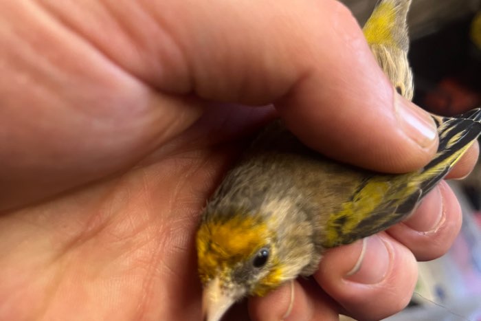 bloemputter x kanarie