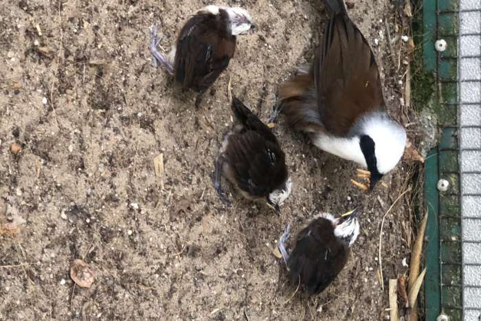 witkuif gaailijster.