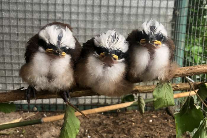 witkuif gaailijster.