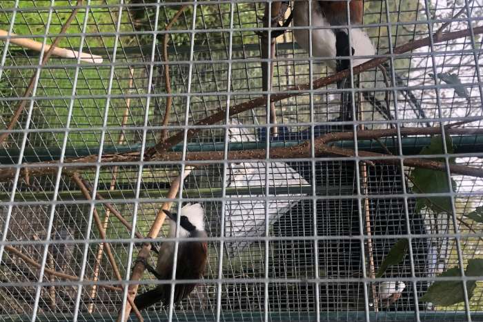 witkuif gaailijster.