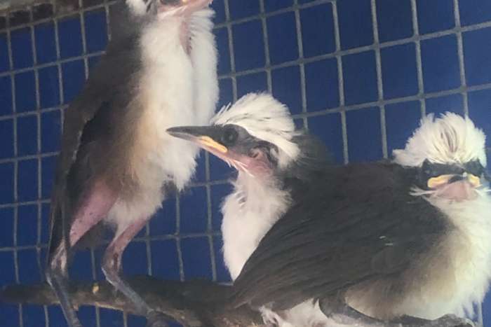 witkuif gaailijster.