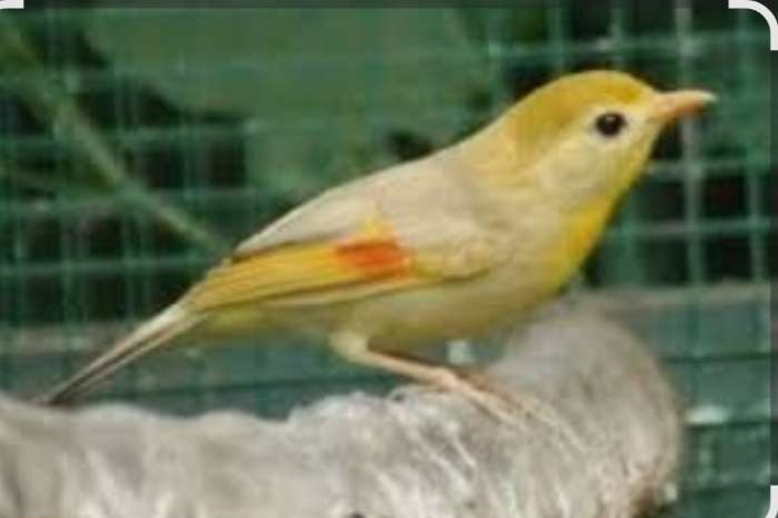 mutatie japanse nachtegaal geel