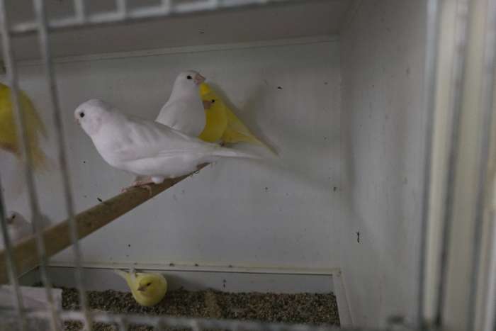 witte en gele mannen