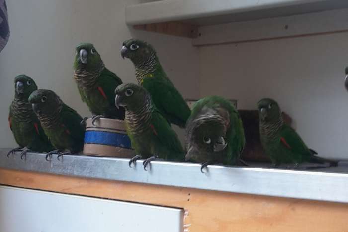 egregia, pacifica en lepida's