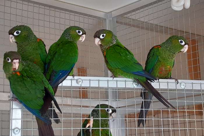 egregia, pacifica en lepida's