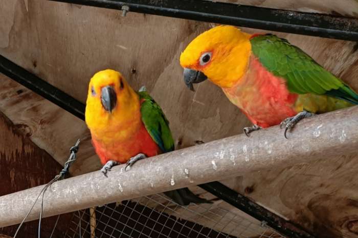 aratinga jendaya
