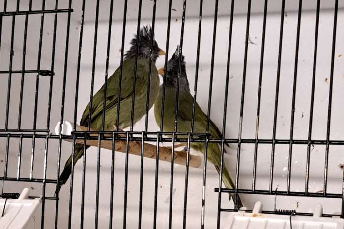 gekuifde vink buul buul